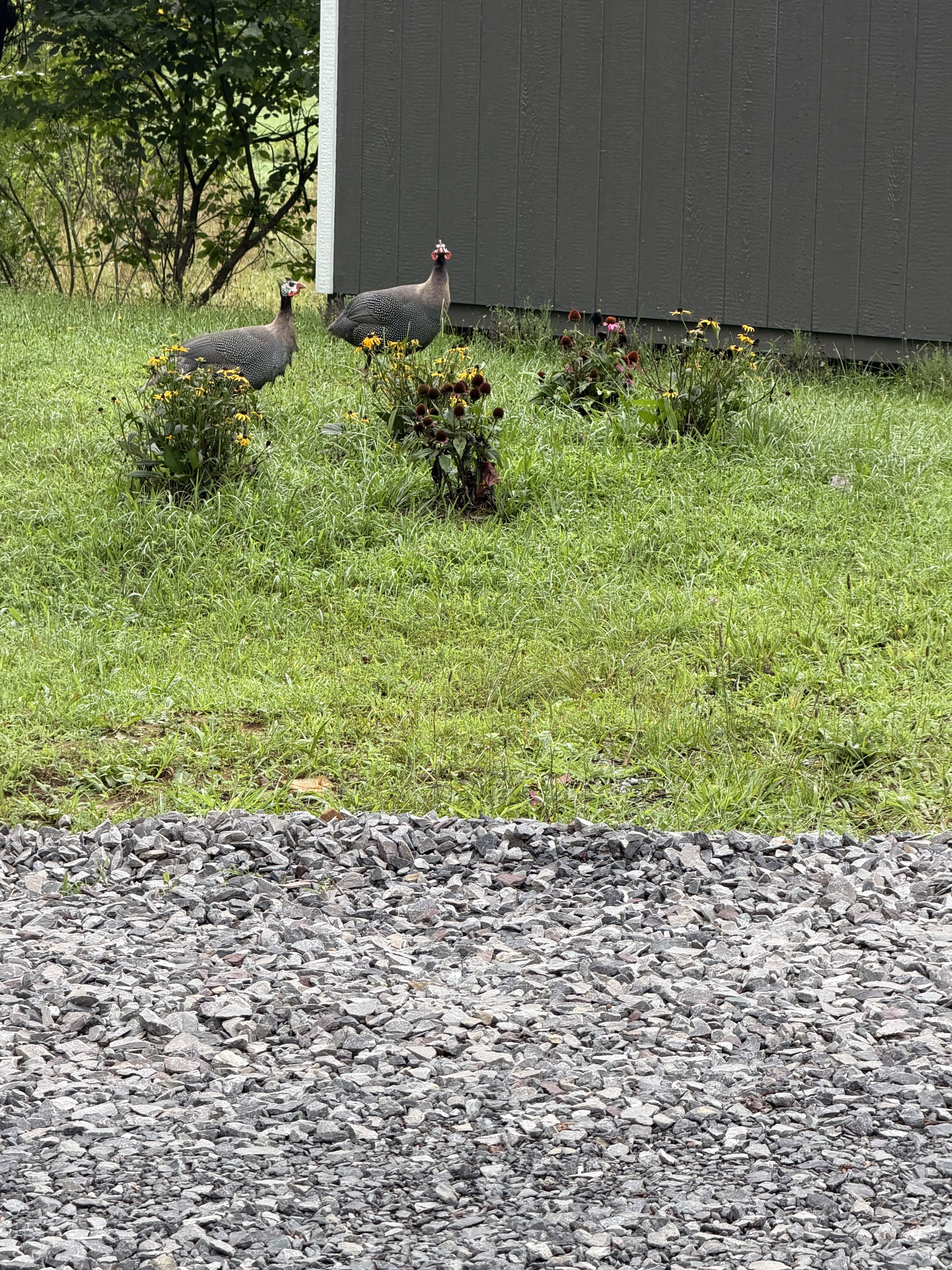 Two guinea hens foraging among wildflowers beside the shed